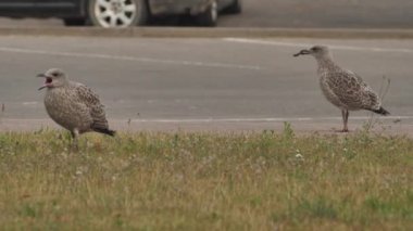 Avrupa deniz kuşu martısı. Latince adı Larus Argentatus. Genç martılar şehir ortamında yürüyor ve yiyecek arıyorlar..