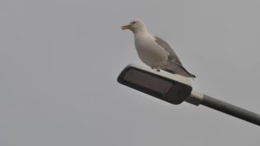 Avrupa deniz kuşu martısı. Latince adı Larus Argentatus. Genç martılar şehir ortamında yürüyor ve yiyecek arıyorlar..