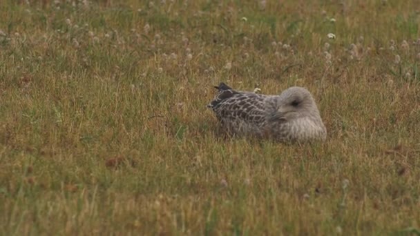 European Seabird Herring Gull Latin Name Larus Argentatus Young Seagulls — Stock video