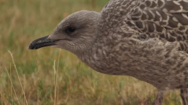 European Seabird Herring Gull Latin Name Larus Argentatus Young Seagulls — Stockvideo