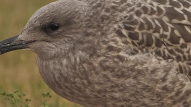 European Seabird Herring Gull Latin Name Larus Argentatus Young Seagulls — Vídeo de stock