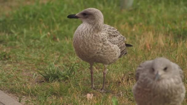 European Seabird Herring Gull Latin Name Larus Argentatus Young Seagulls — Stock videók