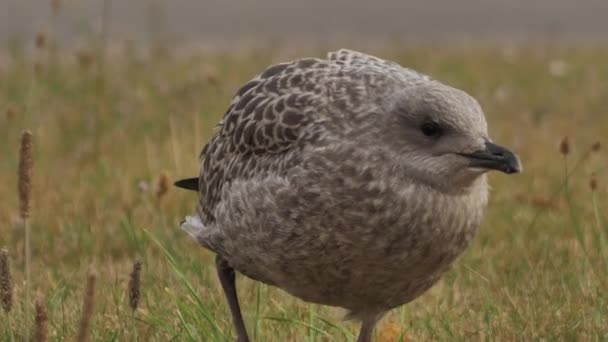 European Seabird Herring Gull Latin Name Larus Argentatus Young Seagulls — Αρχείο Βίντεο