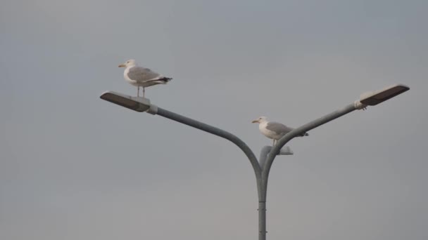 European Seabird Herring Gull Latin Name Larus Argentatus Young Seagulls — 비디오