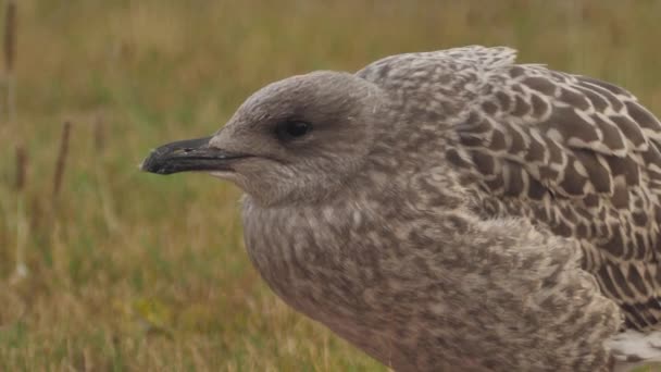 European Seabird Herring Gull Latin Name Larus Argentatus Young Seagulls — Stockvideo