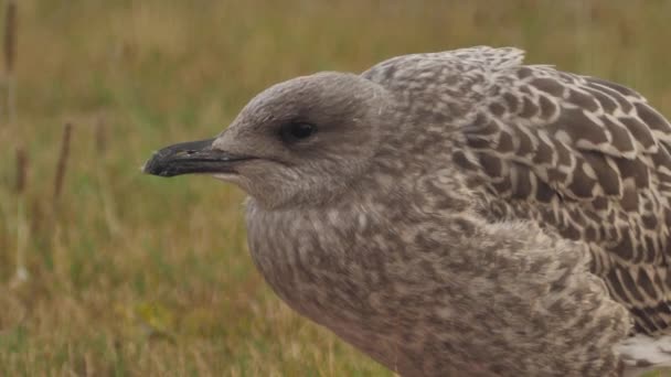 European Seabird Herring Gull Latin Name Larus Argentatus Young Seagulls — Αρχείο Βίντεο