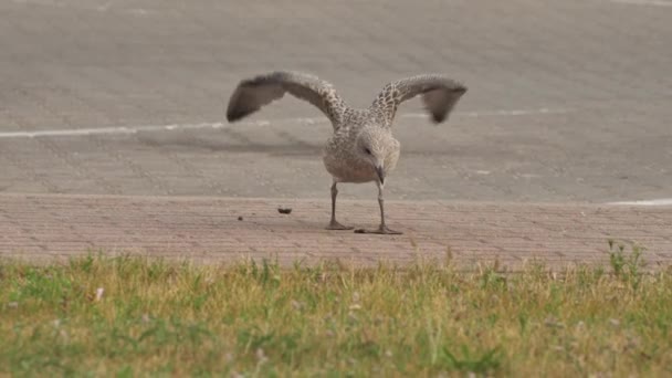 European Seabird Herring Gull Latin Name Larus Argentatus Young Seagulls — Stock videók