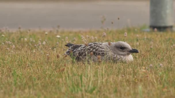 European Seabird Herring Gull Latin Name Larus Argentatus Young Seagulls — Αρχείο Βίντεο