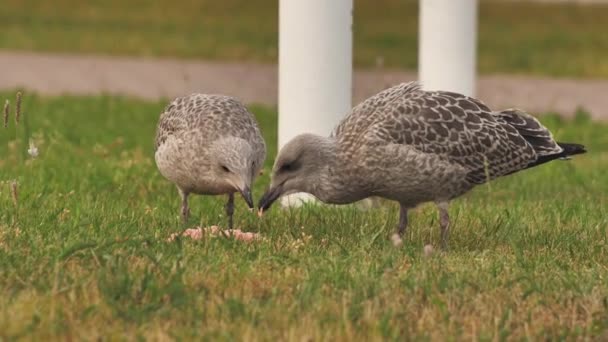 Mewa Śledzia Europejskiego Łacińska Nazwa Larus Argentatus Młode Mewy Chodzą — Wideo stockowe