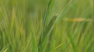 Wheat field ears of wheat swaying from the gentle wind. Rye agriculture harvesting agribusiness concept. large harvest of wheat. Golden ears are slowly swaying in the wind.
