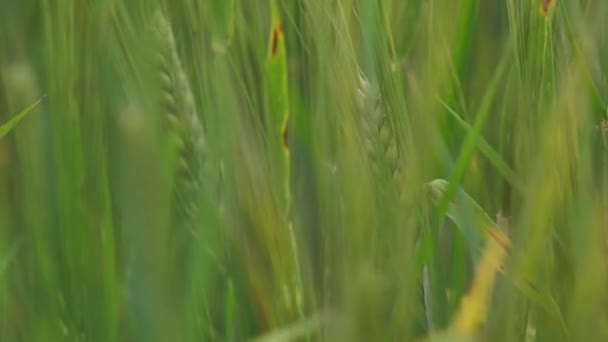 Weizenfeldohren Wiegen Sich Sanften Wind Roggen Erntekonzept Große Weizenernte Goldene — Stockvideo