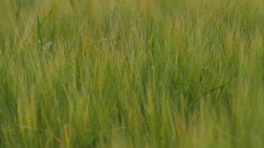 Buğday tarlası kulakları hafif rüzgarda savruluyor. Çavdar tarımı tarım sektörü kavramını hasat ediyor. Büyük buğday hasadı. Altın kulaklar rüzgarda sallanıyor.