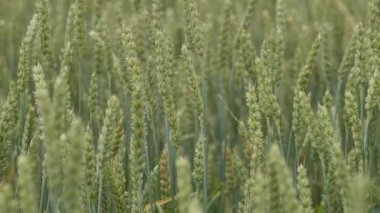 Buğday tarlası kulakları hafif rüzgarda savruluyor. Çavdar tarımı tarım sektörü kavramını hasat ediyor. Büyük buğday hasadı. Altın kulaklar rüzgarda sallanıyor.