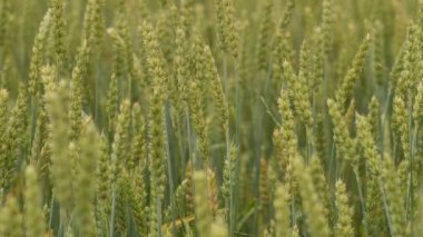 Buğday tarlası kulakları hafif rüzgarda savruluyor. Çavdar tarımı tarım sektörü kavramını hasat ediyor. Büyük buğday hasadı. Altın kulaklar rüzgarda sallanıyor.
