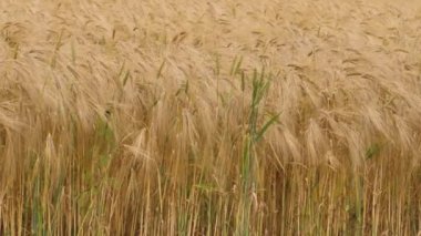 Buğday tarlası kulakları hafif rüzgarda savruluyor. Çavdar tarımı tarım sektörü kavramını hasat ediyor. Büyük buğday hasadı. Altın kulaklar rüzgarda sallanıyor.
