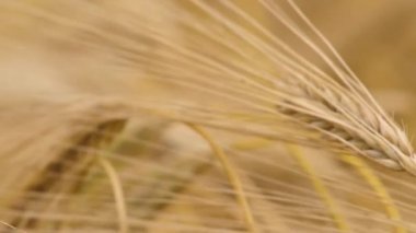 Wheat field ears of wheat swaying from the gentle wind. Rye agriculture harvesting agribusiness concept. large harvest of wheat. Golden ears are slowly swaying in the wind.