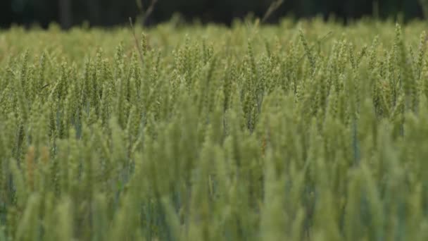 Wheat Field Ears Wheat Swaying Gentle Wind Rye Agriculture Harvesting — 图库视频影像