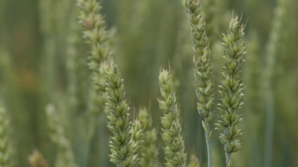 Pšeničné Polní Slupky Pšenice Kymácejí Mírném Větru Rye Zemědělství Sklizeň — Stock video