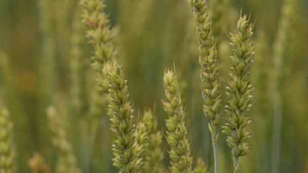 Wheat Field Ears Wheat Swaying Gentle Wind Rye Agriculture Harvesting — Vídeo de Stock