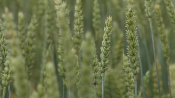 Wheat Field Ears Wheat Swaying Gentle Wind Rye Agriculture Harvesting — Wideo stockowe