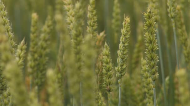 Wheat Field Ears Wheat Swaying Gentle Wind Rye Agriculture Harvesting — Stock video