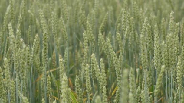 Wheat Field Ears Wheat Swaying Gentle Wind Rye Agriculture Harvesting — Video Stock