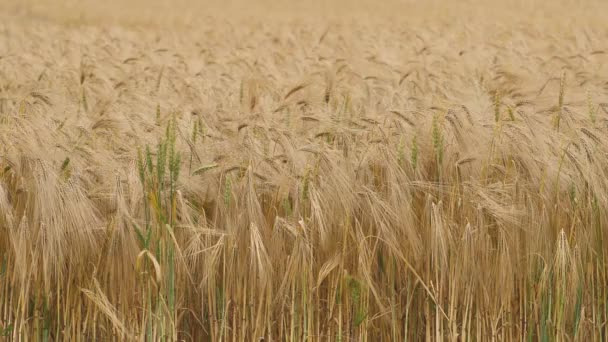 Wheat Field Ears Wheat Swaying Gentle Wind Rye Agriculture Harvesting — Αρχείο Βίντεο