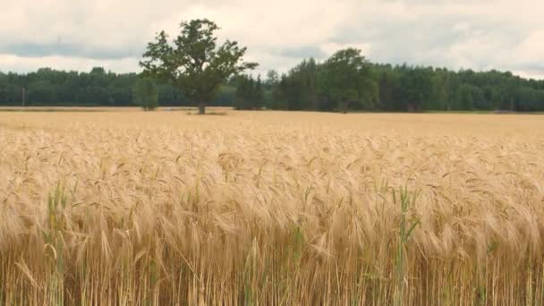 Tarweveld Oren Van Tarwe Zwaaien Van Zachte Wind Rogge Landbouw — Stockvideo