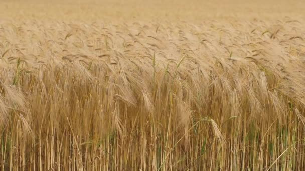 Пшеничні Польові Вуха Пшениці Вистрибують Похмурого Вітру Життєве Сільське Господарство — стокове відео