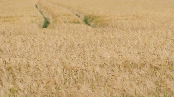 Wheat Field Ears Wheat Swaying Gentle Wind Rye Agriculture Harvesting — Vídeo de Stock