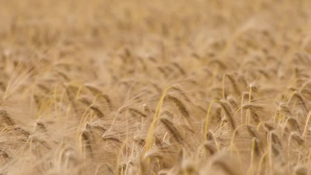 Пшеничні Польові Вуха Пшениці Вистрибують Похмурого Вітру Життєве Сільське Господарство — стокове відео