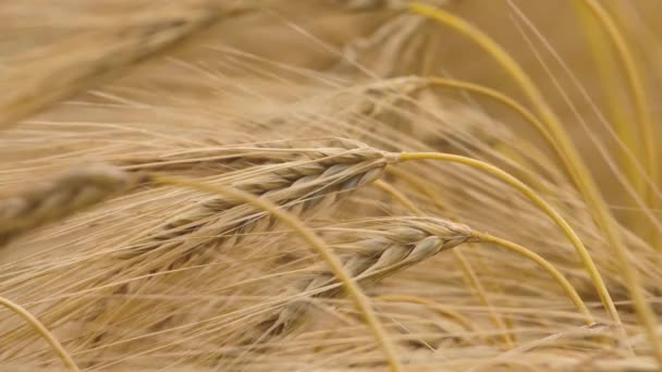 Campo Trigo Espigas Trigo Balanceándose Del Suave Viento Agricultura Centeno — Vídeos de Stock