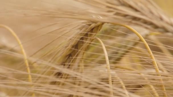 Tarweveld Oren Van Tarwe Zwaaien Van Zachte Wind Rogge Landbouw — Stockvideo