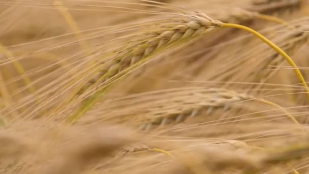 Пшеничное Поле Колосьев Пшеницы Качается Нежного Ветра Концепция Сбора Урожая — стоковое видео