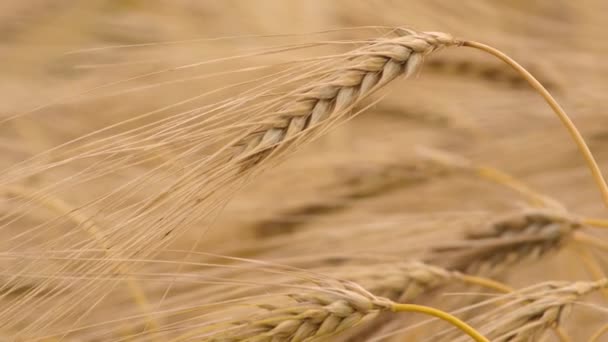 Wheat Field Ears Wheat Swaying Gentle Wind Rye Agriculture Harvesting — Video Stock