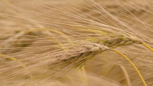 Wheat Field Ears Wheat Swaying Gentle Wind Rye Agriculture Harvesting — Vídeo de stock