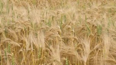 Buğday tarlası kulakları hafif rüzgarda savruluyor. Çavdar tarımı tarım sektörü kavramını hasat ediyor. Büyük buğday hasadı. Altın kulaklar rüzgarda sallanıyor.
