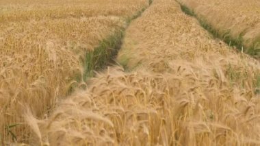 Buğday tarlası kulakları hafif rüzgarda savruluyor. Çavdar tarımı tarım sektörü kavramını hasat ediyor. Büyük buğday hasadı. Altın kulaklar rüzgarda sallanıyor.