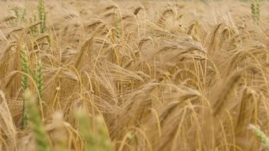 Buğday tarlası kulakları hafif rüzgarda savruluyor. Çavdar tarımı tarım sektörü kavramını hasat ediyor. Büyük buğday hasadı. Altın kulaklar rüzgarda sallanıyor.