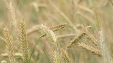 Buğday tarlası kulakları hafif rüzgarda savruluyor. Çavdar tarımı tarım sektörü kavramını hasat ediyor. Büyük buğday hasadı. Altın kulaklar rüzgarda sallanıyor.