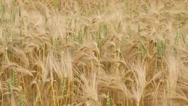 Wheat Field Ears Wheat Swaying Gentle Wind Rye Agriculture Harvesting — Stock video