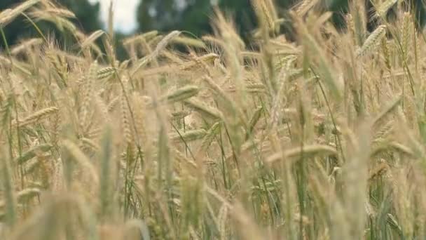 Wheat Field Ears Wheat Swaying Gentle Wind Rye Agriculture Harvesting — Stock video