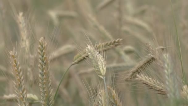 Wheat Field Ears Wheat Swaying Gentle Wind Rye Agriculture Harvesting — Vídeo de Stock