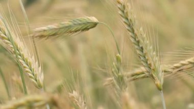 Buğday tarlası kulakları hafif rüzgarda savruluyor. Çavdar tarımı tarım sektörü kavramını hasat ediyor. Büyük buğday hasadı. Altın kulaklar rüzgarda sallanıyor.