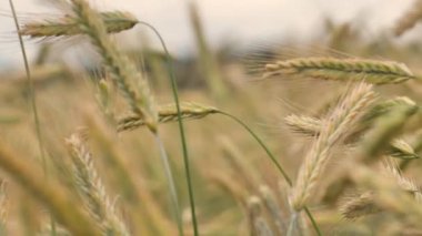 Buğday tarlası kulakları hafif rüzgarda savruluyor. Çavdar tarımı tarım sektörü kavramını hasat ediyor. Büyük buğday hasadı. Altın kulaklar rüzgarda sallanıyor.