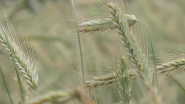 Campo Trigo Espigas Trigo Balanceándose Del Suave Viento Agricultura Centeno — Vídeos de Stock