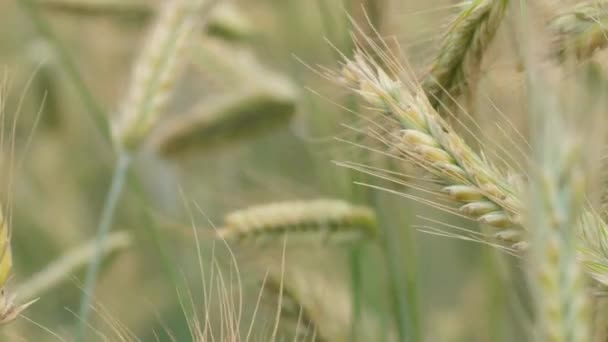 Wheat Field Ears Wheat Swaying Gentle Wind Rye Agriculture Harvesting — Video Stock