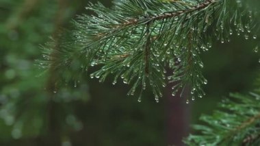 Raindrops on pine branches. Water drops on needles. Weather in the forest massif