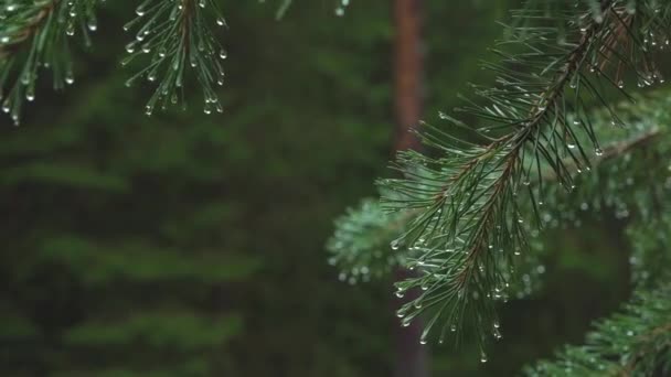 Raindrops Pine Branches Water Drops Needles Weather Forest Massif — Αρχείο Βίντεο