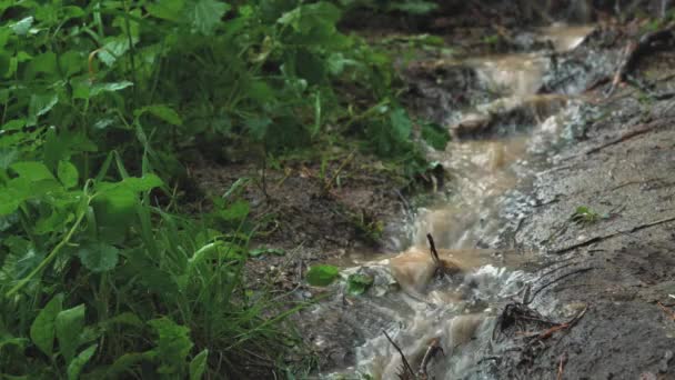 Dirty Sewage Flows River Raining Heavily Global Environmental Pollution Europe — Stock video